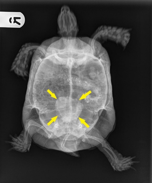 Troubled Tortoise 'shellabrates' Recovery Courtesy Of Southfields
