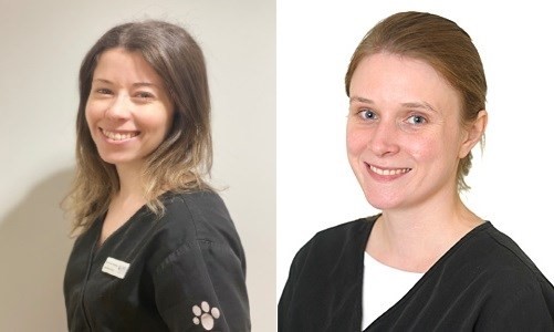 Cave Veterinary Specialists Approved By ECVIM To Host Internal Medicine Residency Programmes