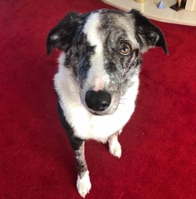 Dog lover stages 10-hour vigil in car park as beloved Border Collie undergoes surgery