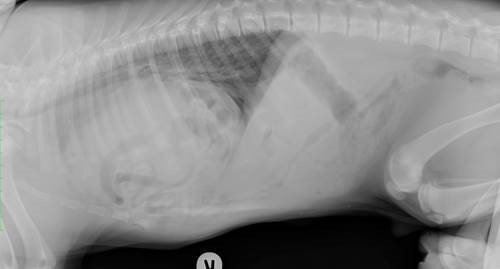 Puppy With Multiple Congenital Birth Defects Fighting Fit Thanks To Paragon Veterinary Referrals