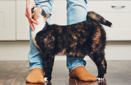 How you can support your pets mental health