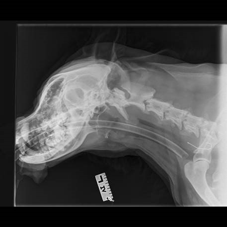 Cave save dog from serious injury after fish hook ordeal