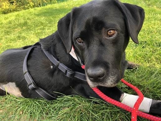 Vets Conquer Canine’s Critical Conker Complications