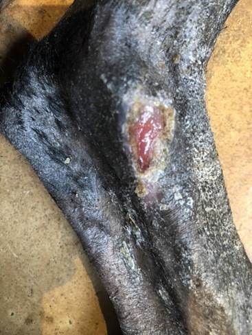 Alabama Rot Case Success For Expert Anderson Moores Team
