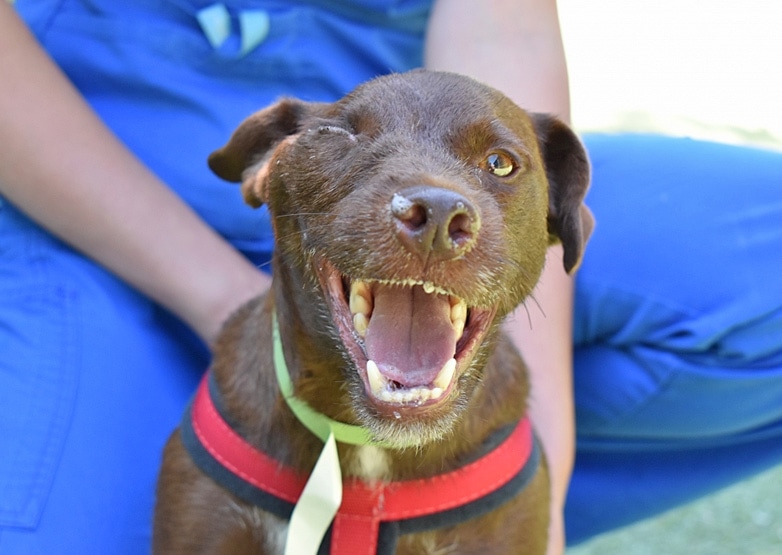 Paragon Saves Car Crash Victim Vinny Despite Horror Injuries