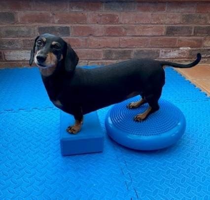 Willows' Innovative Physio And Pilates Helps Pip Back On Paddleboard