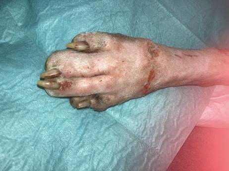 West Midlands Referrals Save Puppy's Leg