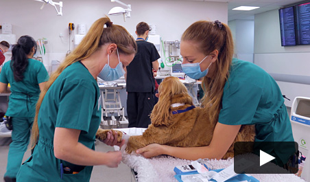 video grad vet showcase