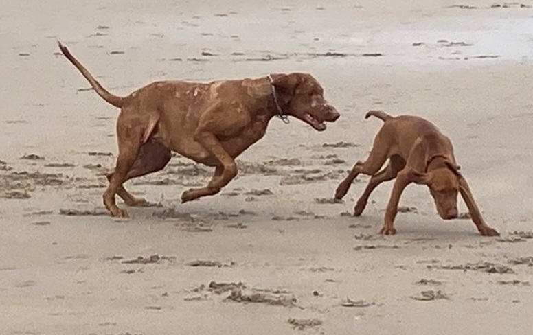 Willows' Specialist Cures Dog's Persistent Skin Complaint