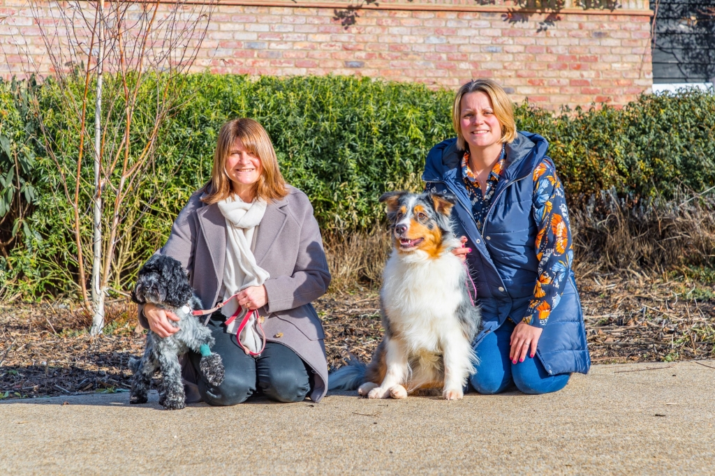 Cockapoo’s Life Saved By Courageous Canine Blood Donor