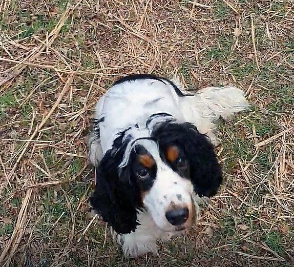 Inspired Call By VSS Specialist Saves Life Of Poisoned Pet