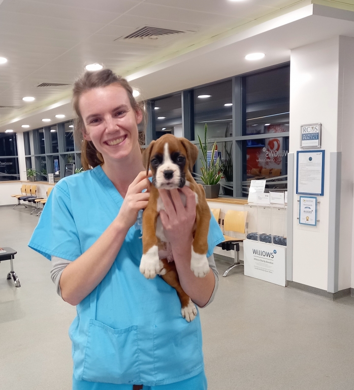 Willows Praised For Lifesaving Surgery On One-HOUR-old Puppy