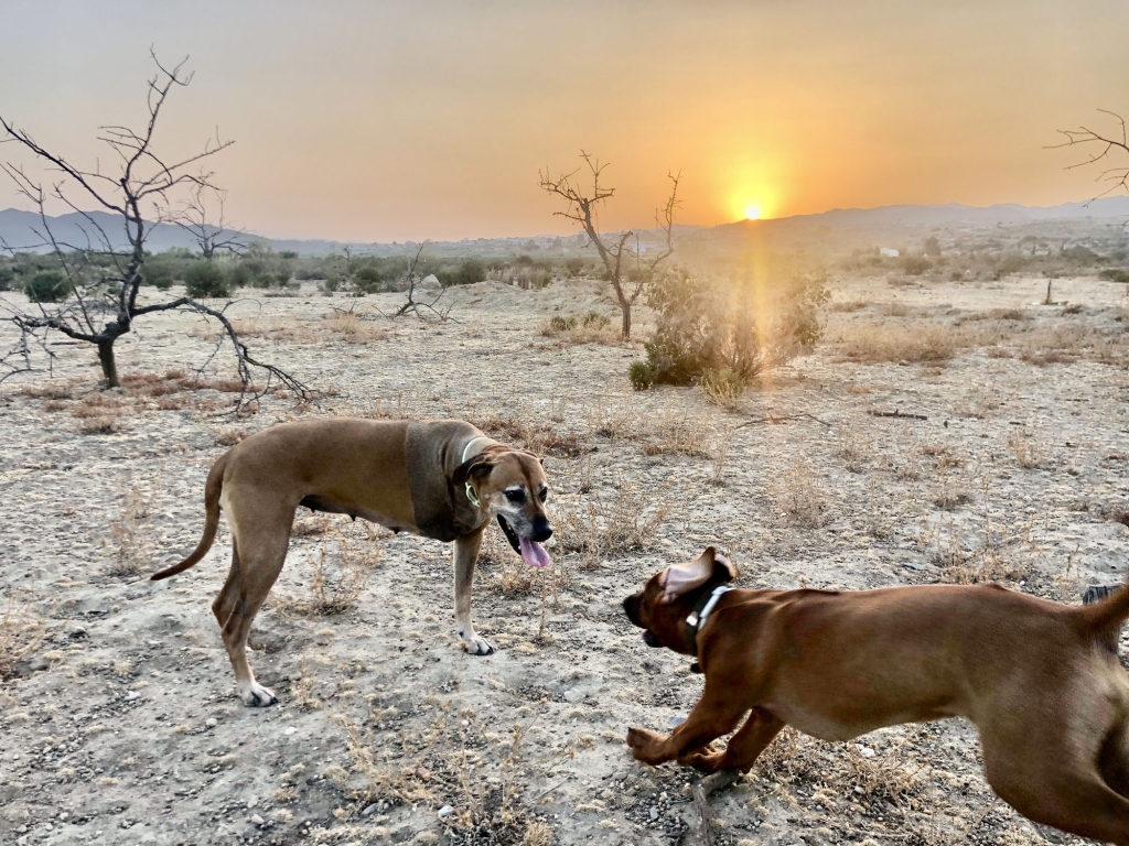 Dick White Referrals Helps Remarkable Dog Live Normal Life After Cancer Led To Leg Amputation