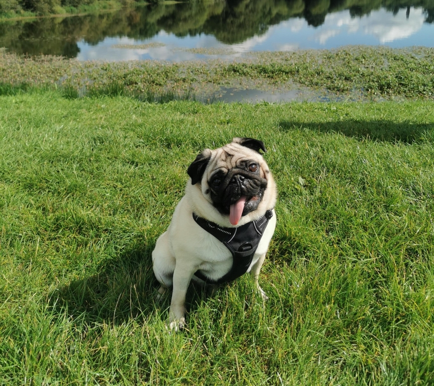 Two Pugs Crippled By Severe Spinal Cord Compression Back On All Fours After Surgery At Cheshire Hospital