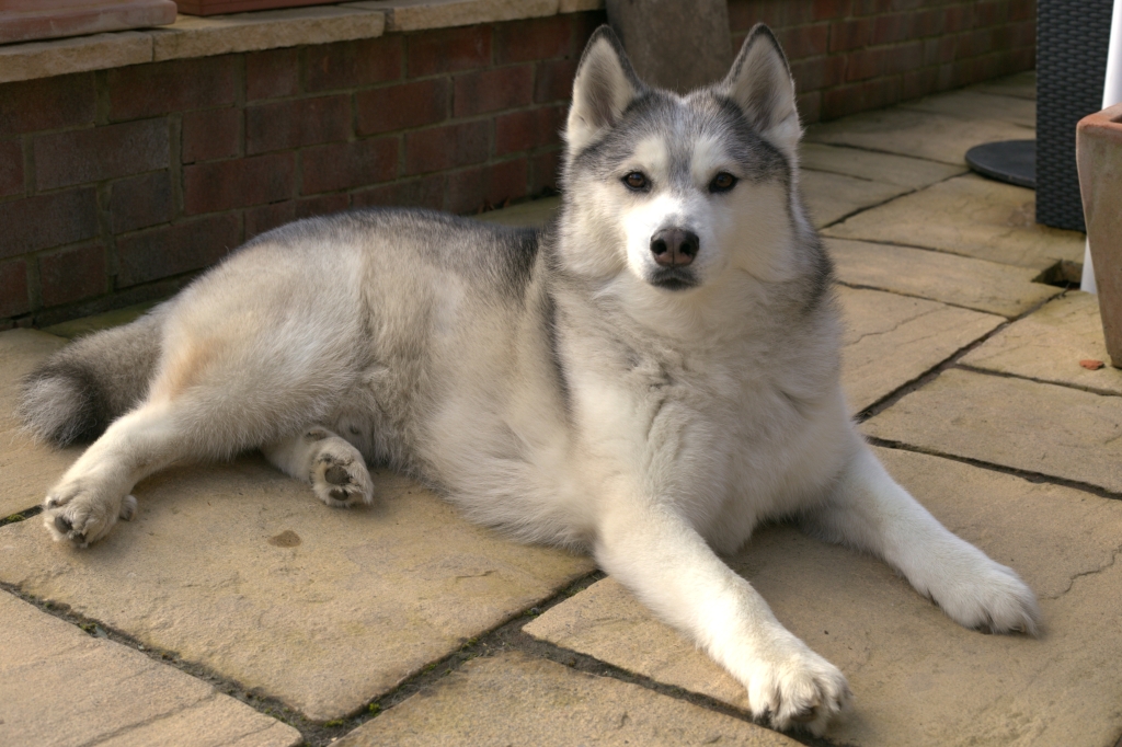 Husky Is Healthy Again After Specialist-led Treatment At Wear Referrals
