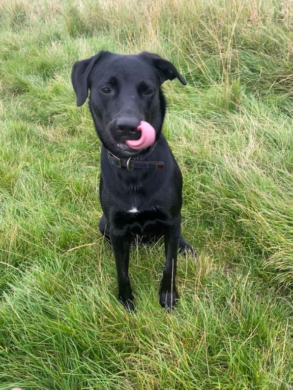 Toby Or Not To Be - Puppy's Fight For Life After Ingesting Toxin