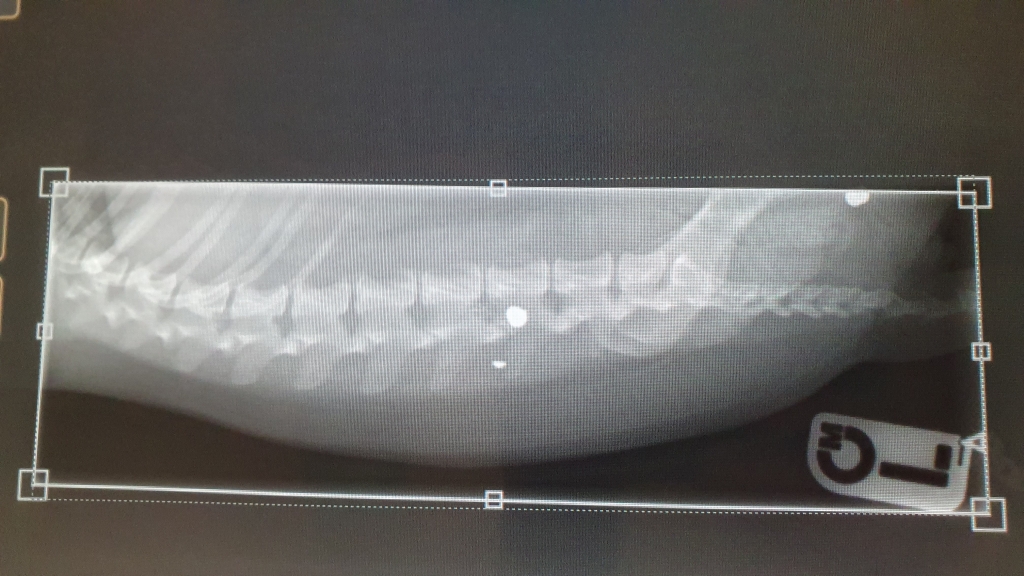WMR In Intricate Op To Remove Airgun Pellet From Stricken Dog