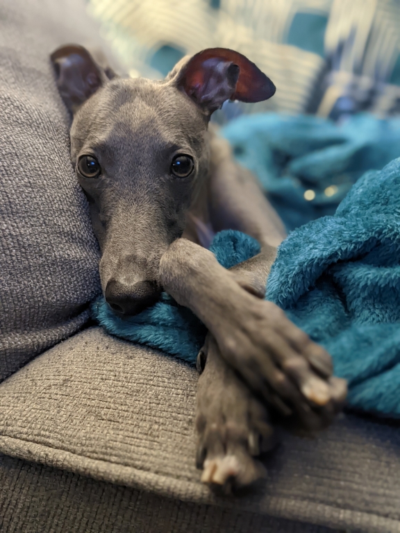 Blue Gets Colour Back To His Cheeks After Specialist Surgery At Kentdale Referrals