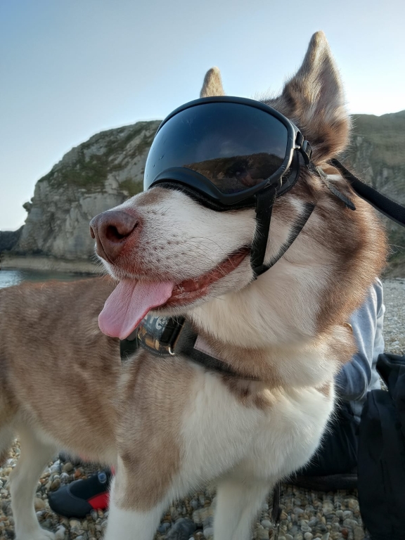 A Bright Future Ahead For Dogs With Sunglasses