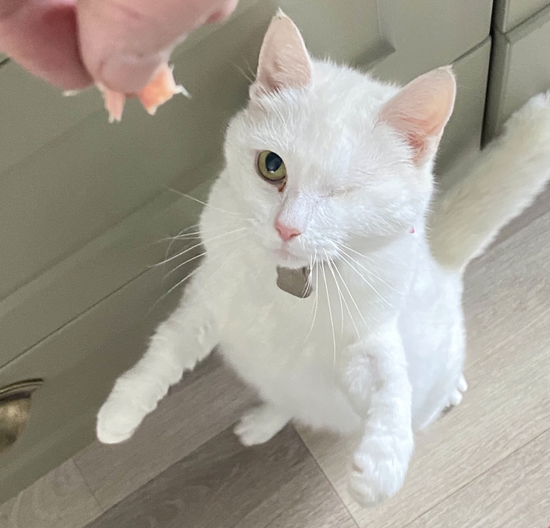 Yorkshire Animal Hospital Appeals To Pet Owners To Sign Up Their Cats As Emergency Blood Donors