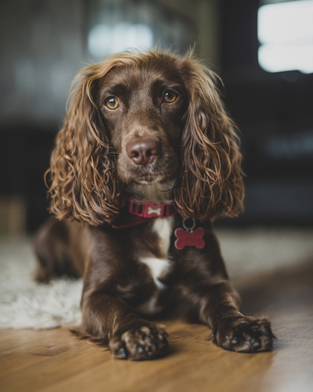 VSS Experts Solve Mystery Of Swollen Tongue And Jaw