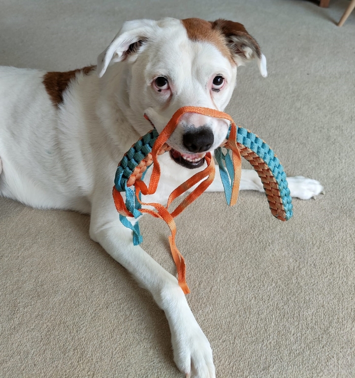 Boxer Cross Given 2% Survival Chance Beats Rare Tumour After Operation At Somerset Hospital