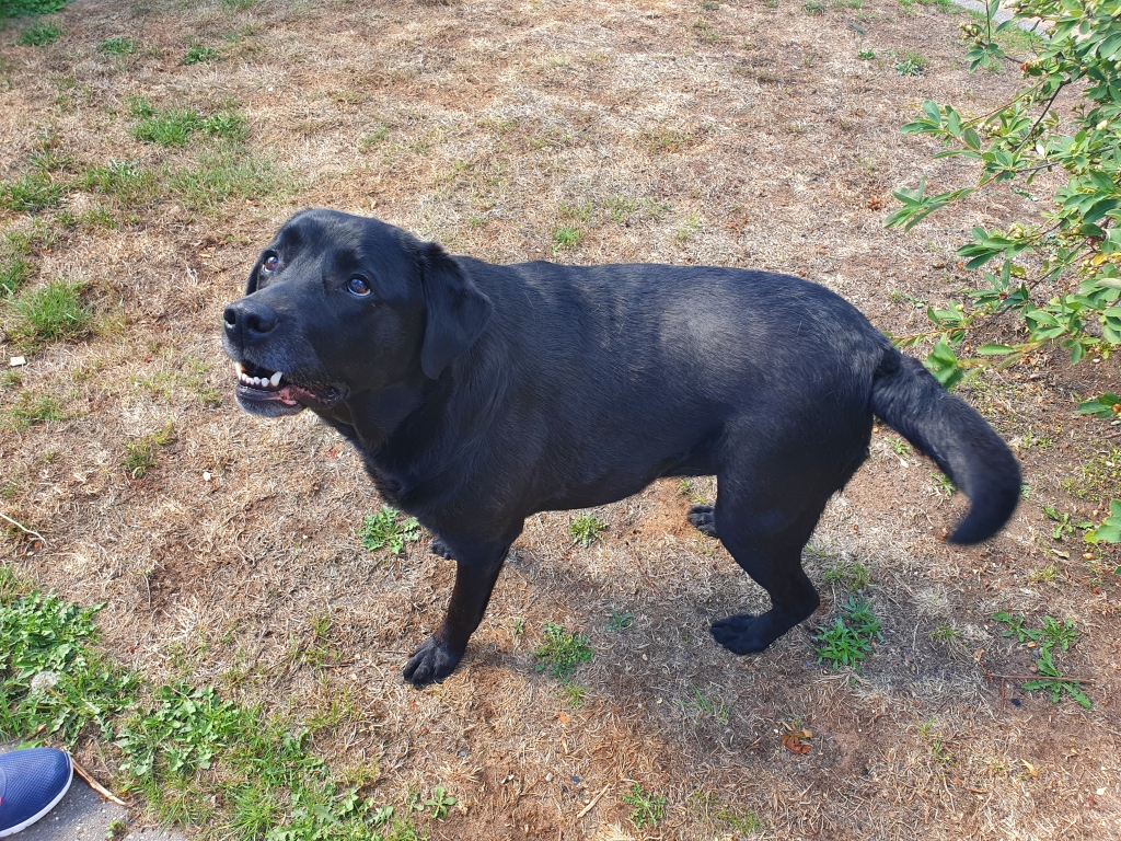 Young Lab Bounces Back After Double Knee-op At WMR