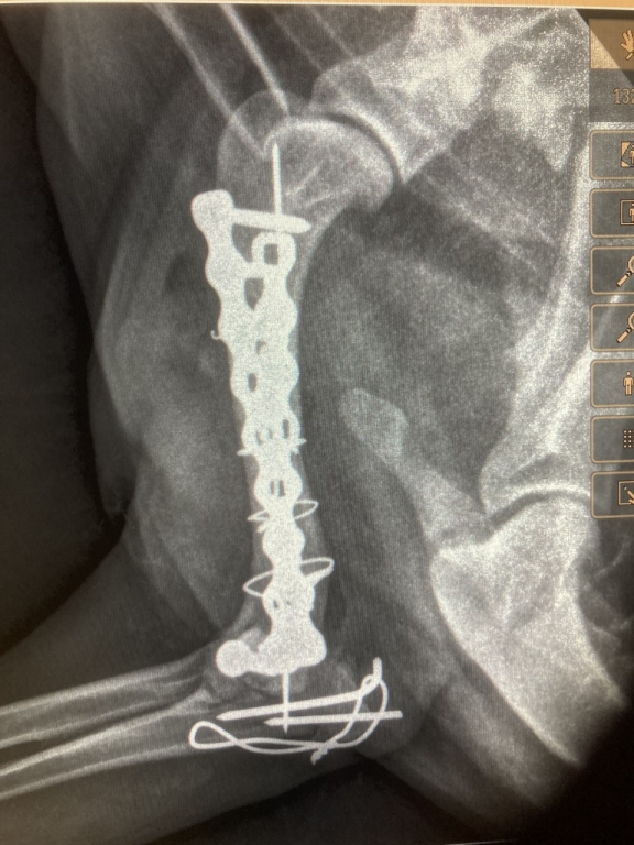 WMR Clinician Details Crocked Cocker Spaniel's memorably Horrible Leg Fracture