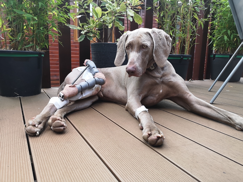 Kentdale To The Rescue After Dog Suffers Horror Holiday Injury