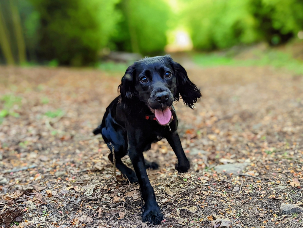 'Anorexic' Dog Had Actually Swallowed Six-inch Stick